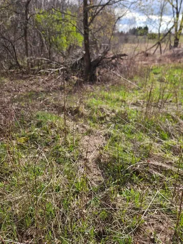 Xxx Tbd County Rd 115 +/- 17.63 Acres Saint Augusta MN 56301