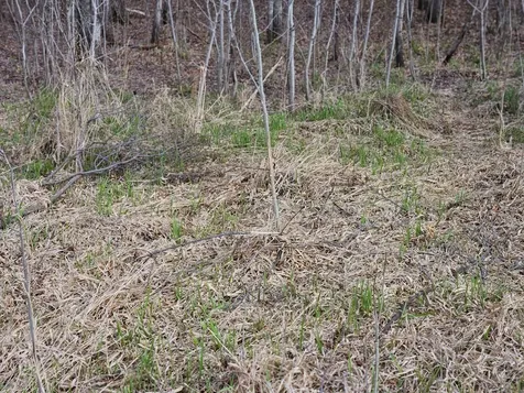 Xxx Tbd County Rd 115 +/- 17.63 Acres Saint Augusta MN 56301