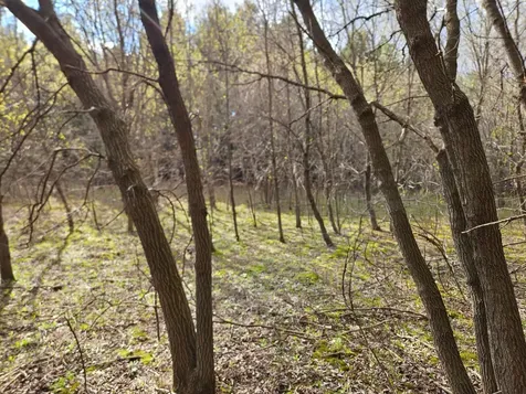 Xxx Tbd County Rd 115 +/- 17.63 Acres Saint Augusta MN 56301