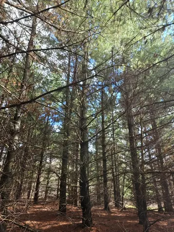 Xxx Tbd County Rd 115 +/- 17.63 Acres Saint Augusta MN 56301
