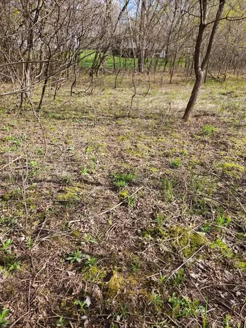 Xxx Tbd County Rd 115 +/- 17.63 Acres Saint Augusta MN 56301