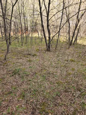 Xxx Tbd County Rd 115 +/- 17.63 Acres Saint Augusta MN 56301