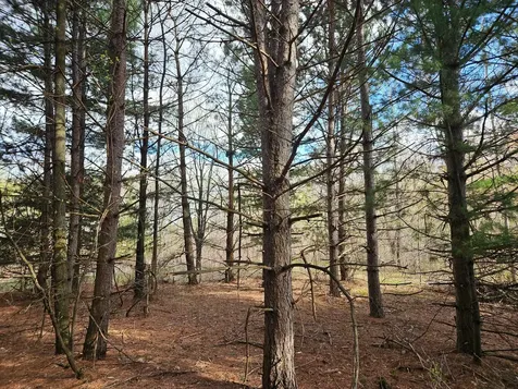 Xxx Tbd County Rd 115 +/- 17.63 Acres Saint Augusta MN 56301