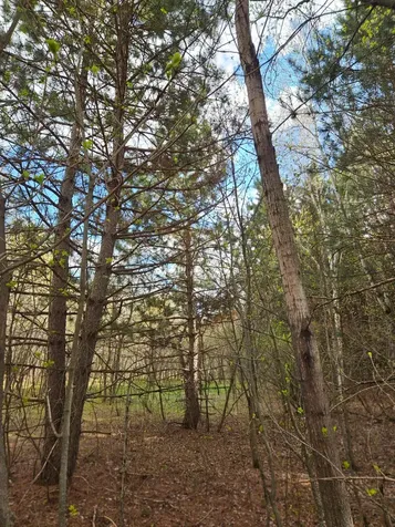 Xxx Tbd County Rd 115 +/- 17.63 Acres Saint Augusta MN 56301