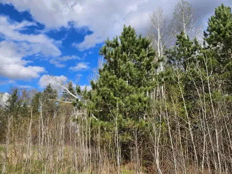 Xxx Tbd County Rd 115 +/- 17.63 Acres Saint Augusta MN 56301
