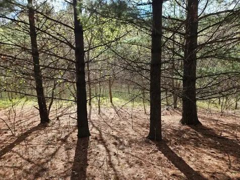 Xxx Tbd County Rd 115 +/- 17.63 Acres Saint Augusta MN 56301