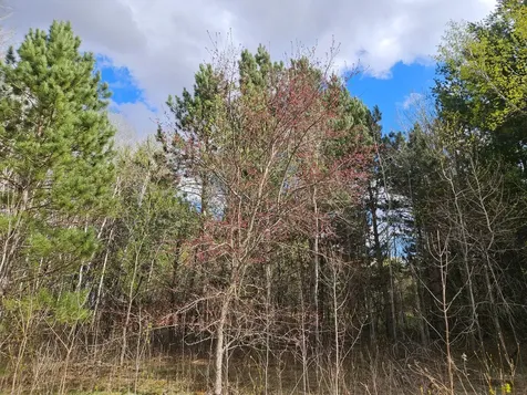Xxx Tbd County Rd 115 +/- 17.63 Acres Saint Augusta MN 56301