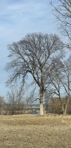 Lot 8 Branch Creek Road Detroit Lakes MN 56501