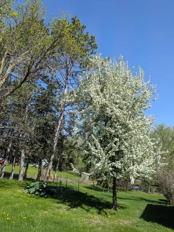 111 E Elm Avenue Upsala MN 56384