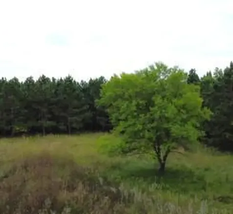 49936 County Highway 54 New York Mills MN 56567
