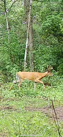 Tbd Greenwood Brainerd MN 56401