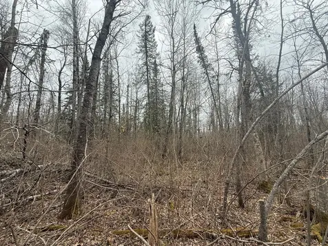 3854 Rasmussen Road Floodwood MN 55798