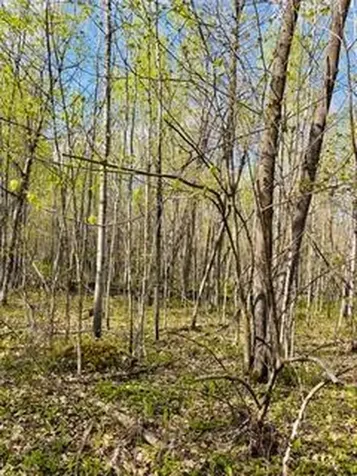 43056 County 45 Laporte MN 56461