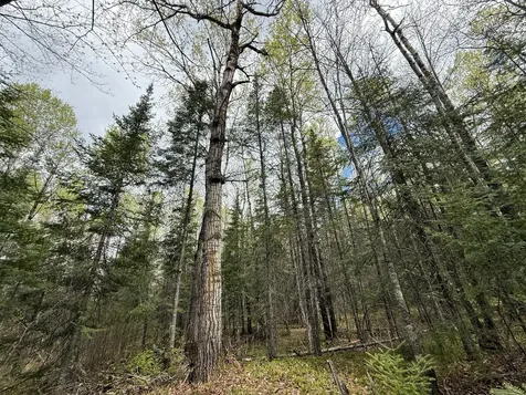 7355 Melrude Rd. W Cotton MN 55724
