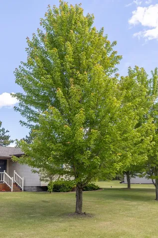 6834 Dickinson Drive NW Bemidji MN 56601