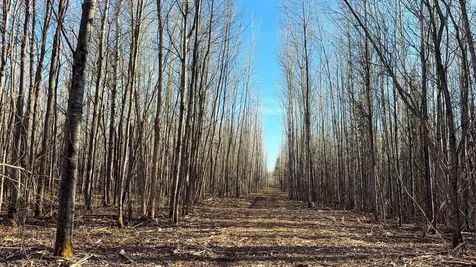 Lot B County Road 79 Littlefork MN 56653