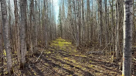 Lot B County Road 79 Littlefork MN 56653
