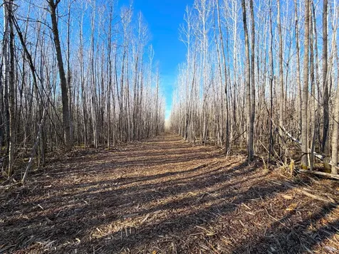 Lot B County Road 79 Littlefork MN 56653