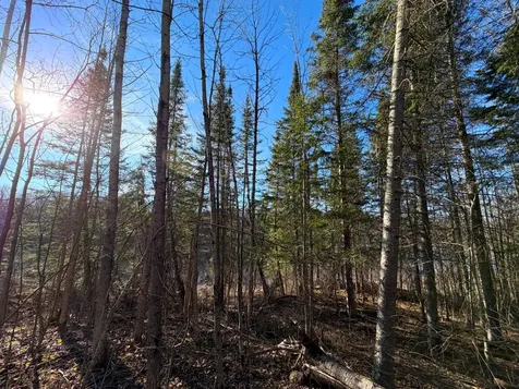 Lot B County Road 79 Littlefork MN 56653