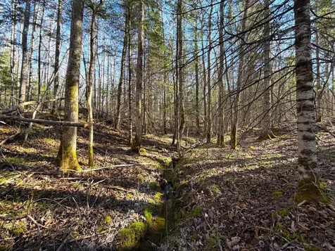 Lot B County Road 79 Littlefork MN 56653