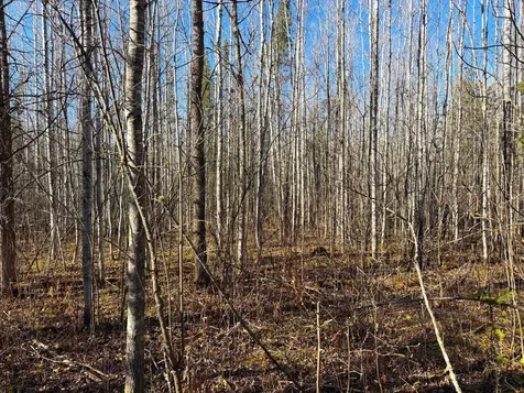 Lot B County Road 79 Littlefork MN 56653