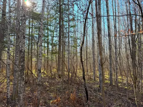 Lot B County Road 79 Littlefork MN 56653