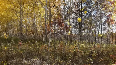 39904 Oriole Court Browerville MN 56438