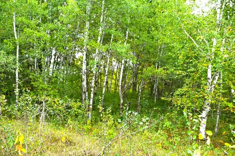 39902 Oriole Court Browerville MN 56438