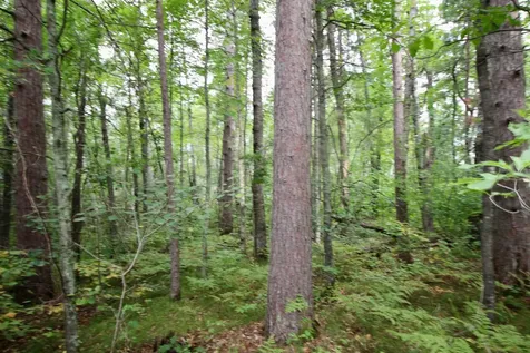 Tbd Gravdahl Drive Pequot Lakes MN 56472