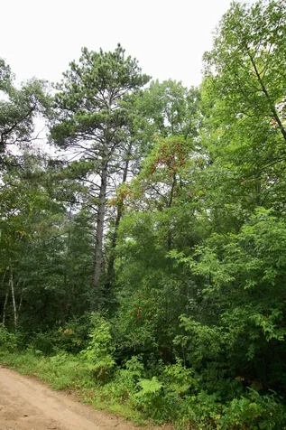 Tbd Gravdahl Drive Pequot Lakes MN 56472