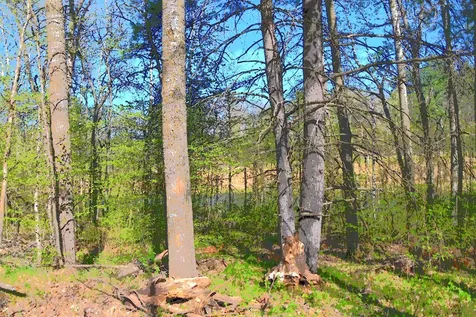 39906 Pine Island Pt Drive Browerville MN 56438