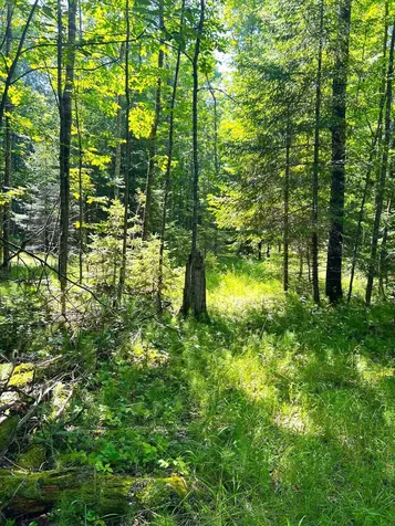 16779 Angle Shoreline Angle Inlet MN 56711