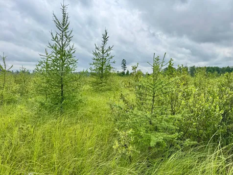 Tbd 20th St. SW 20 St. SW Pine River MN 56474