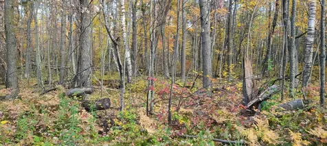6436 County Road 11 Pequot Lakes MN 56472