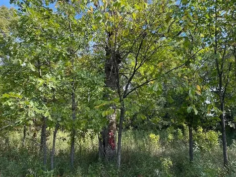 Xxxx Woodsmen Lane SW Alexandria MN 56308