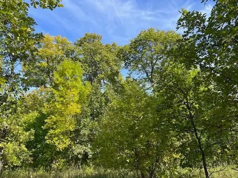 Xxxx Woodsmen Lane SW Alexandria MN 56308