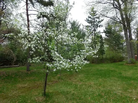 22519 County Road 3 Merrifield MN 56465