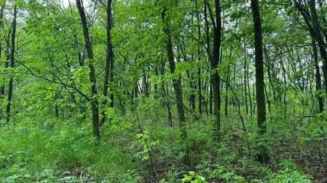 Lot 15 Sunset Strip NW Alexandria MN 56308