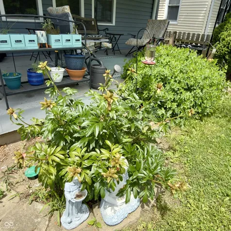 4350 Kingsley Drive Indianapolis IN 46205