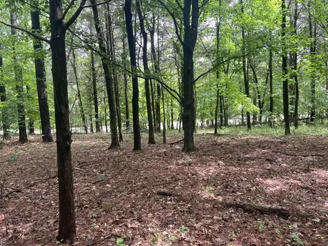 Lot 147 Parrish Ridge Goreville IL 62939