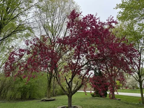 5544 Oak Grove Drive Long Grove IL 60047