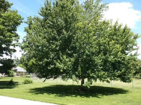 905 North Euclid Street Princeton IL 61356