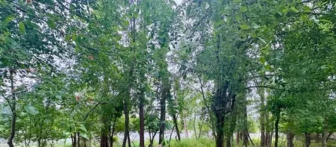 10/162 Woodhaven Sublette IL 61367