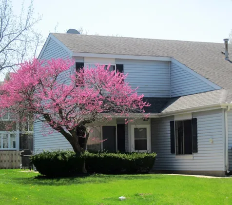 31 Buckingham Lane Buffalo Grove IL 60089