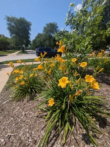 485 Conservatory Lane Aurora IL 60502