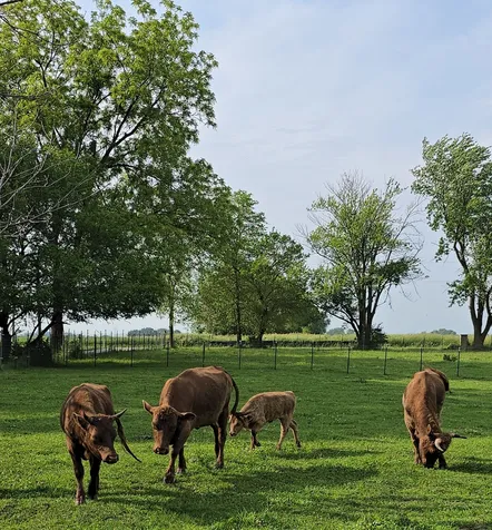 19583 West Goodwin Road Wilmington IL 60481