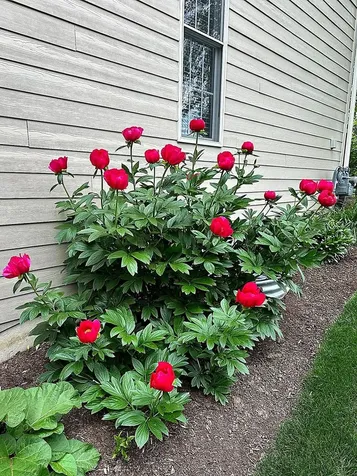 823 Columbia Circle North Aurora IL 60542