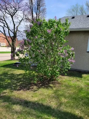 425 East Dakota Street Spring Valley IL 61362