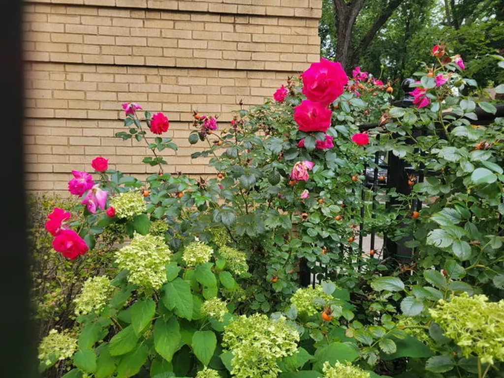 1910 West Chase Avenue Chicago IL 60626