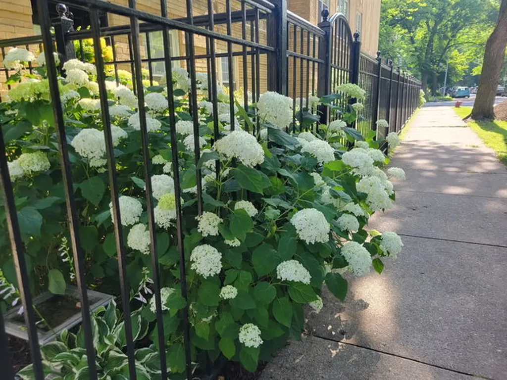 1910 West Chase Avenue Chicago IL 60626